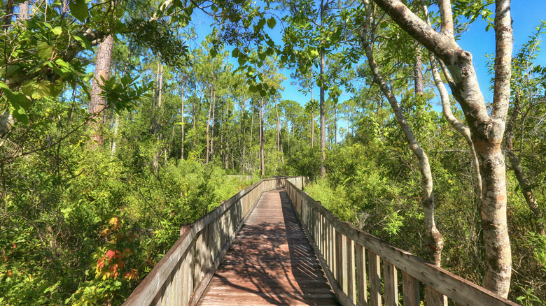 Elevated boardwalk at the Tibet-Butler Preserve