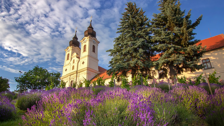 lavender by Tihany's Benedictine Abbey