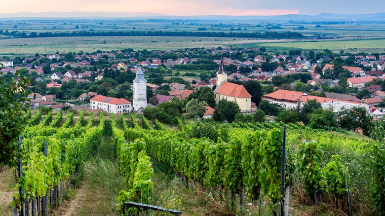 Hungary's Tokaj wine region