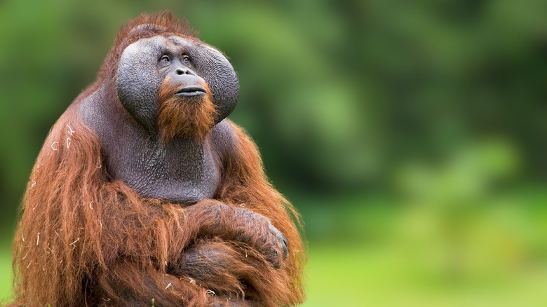 Borneo is where you will find endangered orangutans.