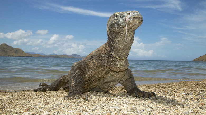 A Komodo dragon on the island of Komodo.