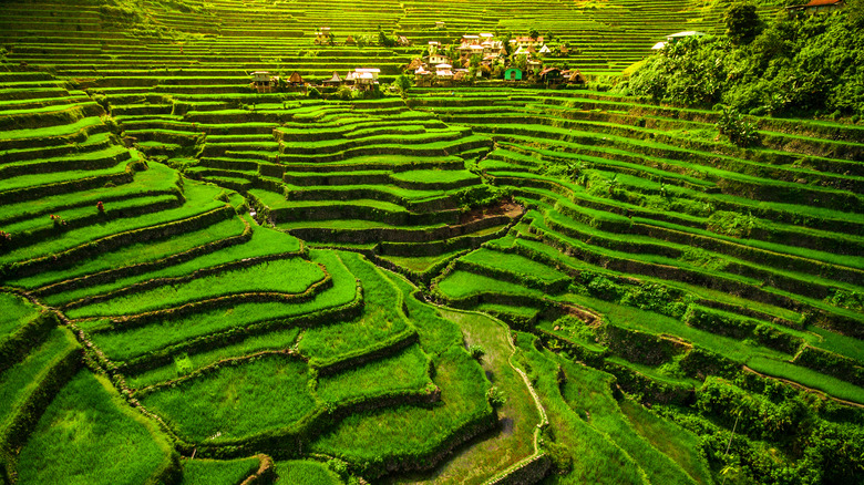 The village of Batad is nestled among soaring rice terraces.