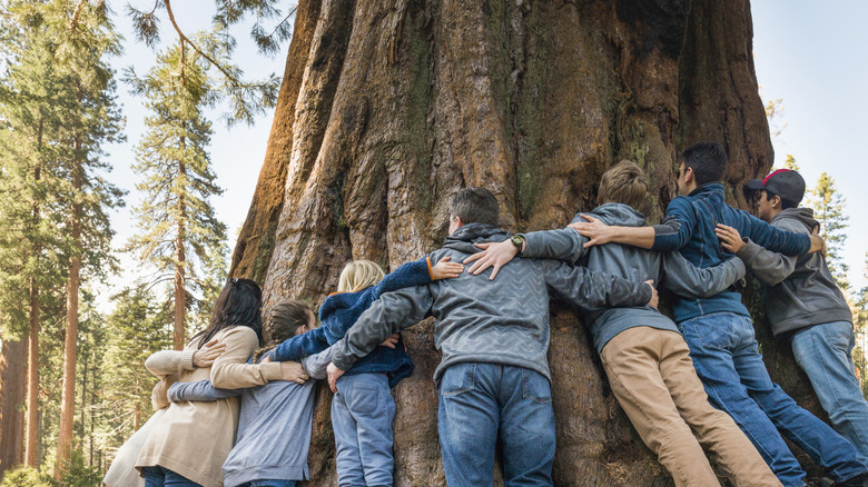 Big family hugging a tree