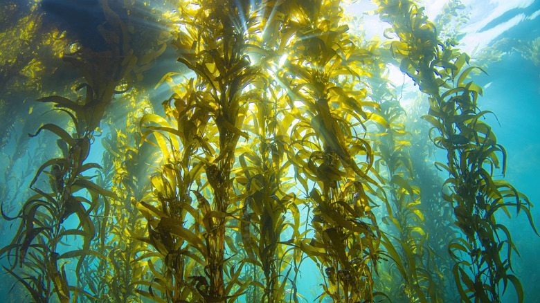 Underwater sights at Channel Islands National Park