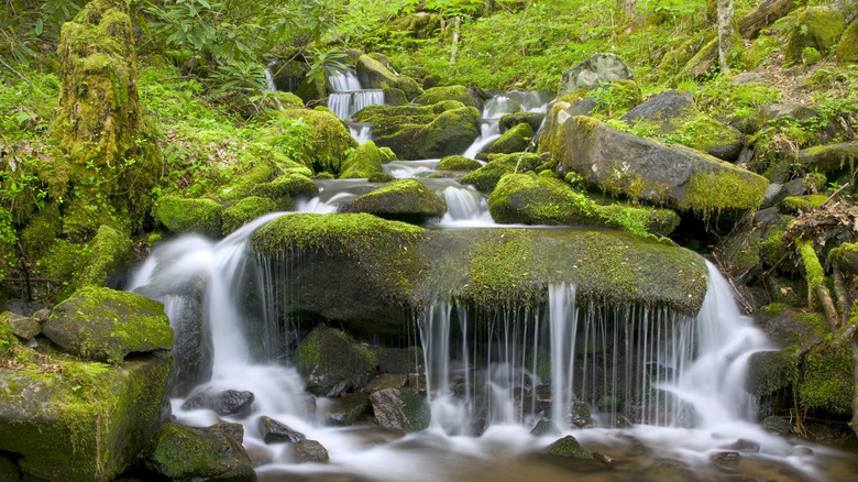 Springtime at Great Smoky Mountains National Park