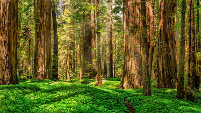 Towering trees at Redwood National Park