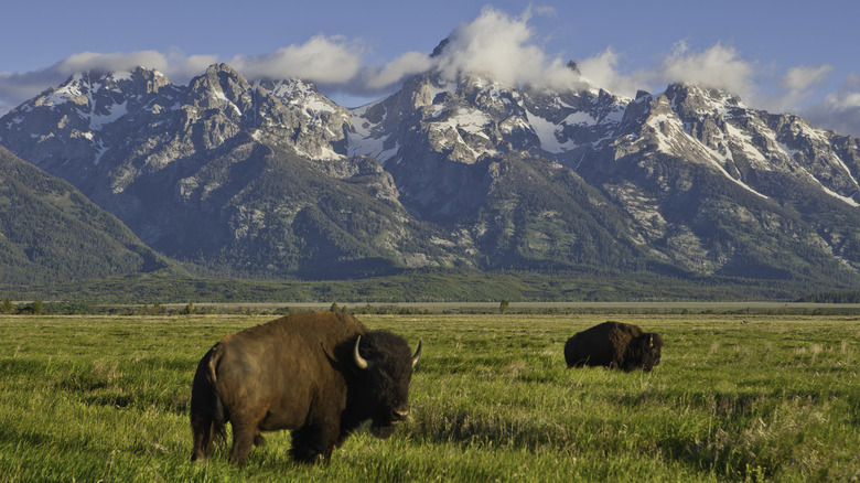 Grand Teton National Park bison