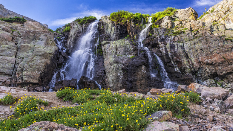 wildflowers Timberline Falls Rocky Mountain National Park