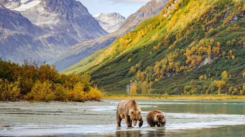 Lake Clark National Park bears