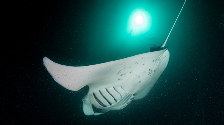 Manta ray swimming at night