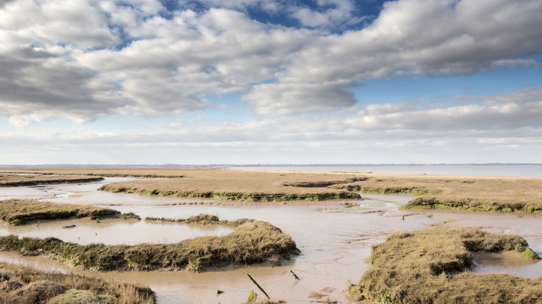 marsh land looking out to sea in Walton-on-the-Naze