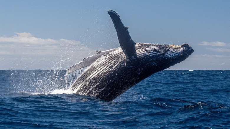 A breaching humpback whale on the eastern coast of Australia.