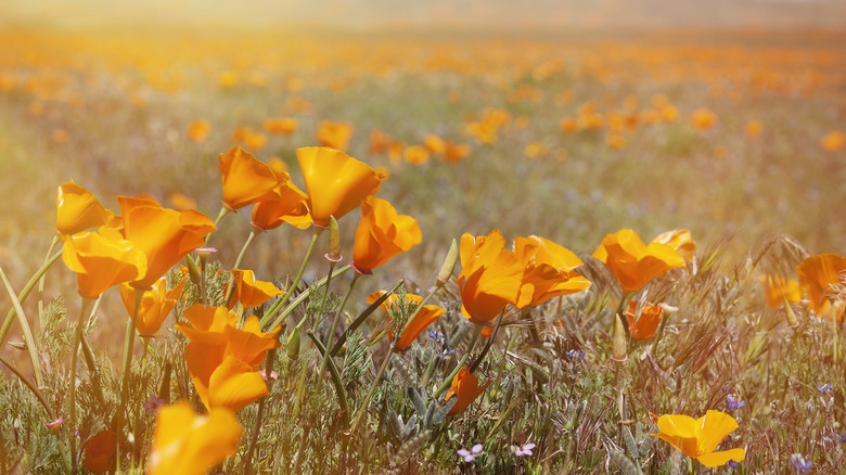 Antelope Valley poppy bloom