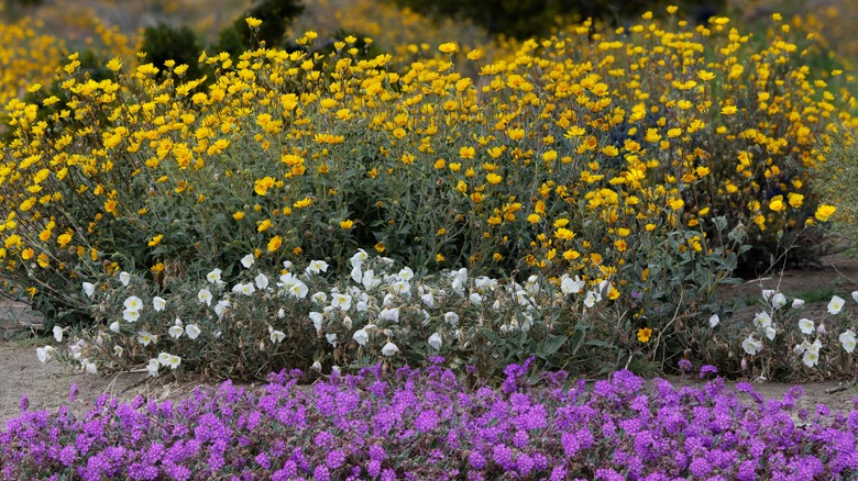 Spring flowers at Anza-Borrego