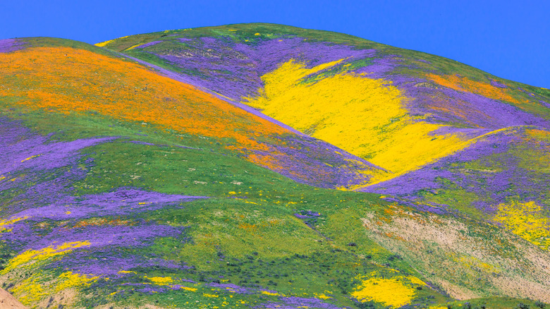 Carrizo Plain National Monument wildflowers