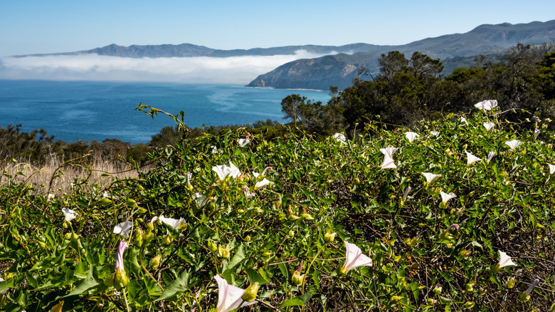 Channel Islands National Park wildflowers