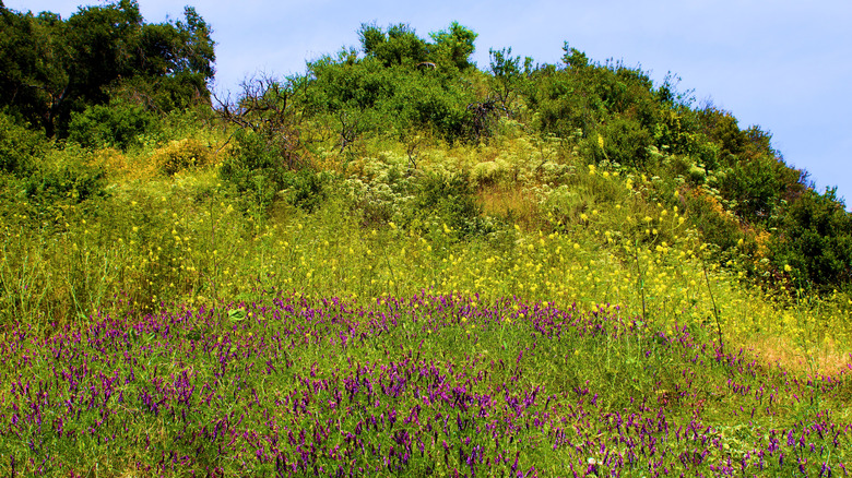 Chino Hills State Park wildflowers