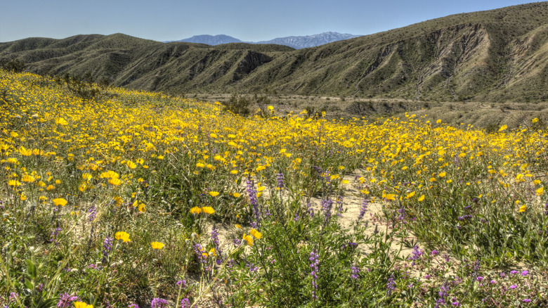 Wildflowers at the Coachella Preserve