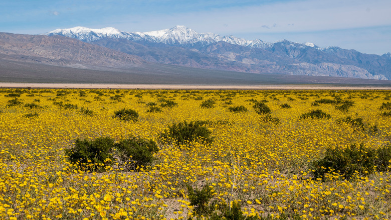 Death Valley National Park wildflowers