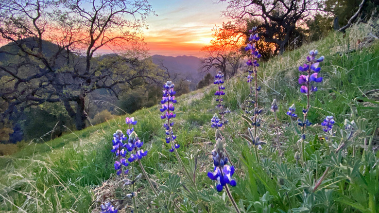 Figueroa Mountain Recreation Area wildflowers