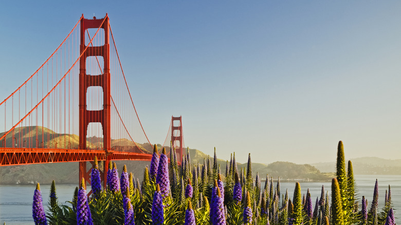 Wildflowers by Golden Gate Bridge