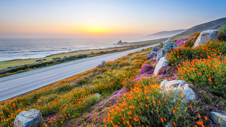 Wildflowers in California