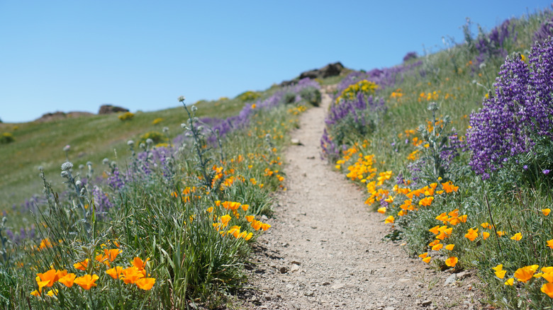 Mount Diablo State Park wildflowers