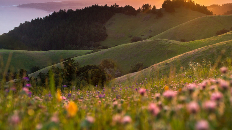 Mount Tamalpais State Park wildflowers