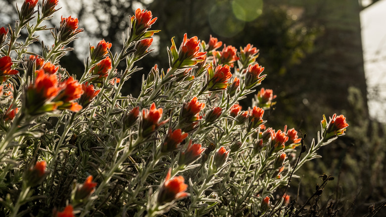 Pinnacles National Park paintbrush wildflowers