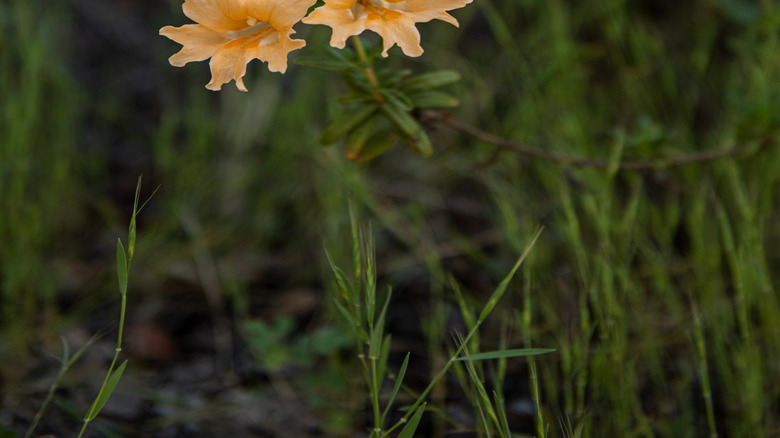 South Yuba River wildflowers