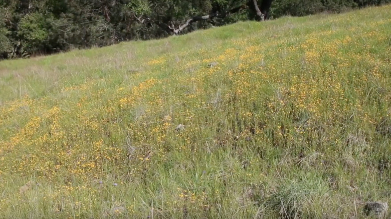 Sunol Regional Wilderness Preserve wildflowers