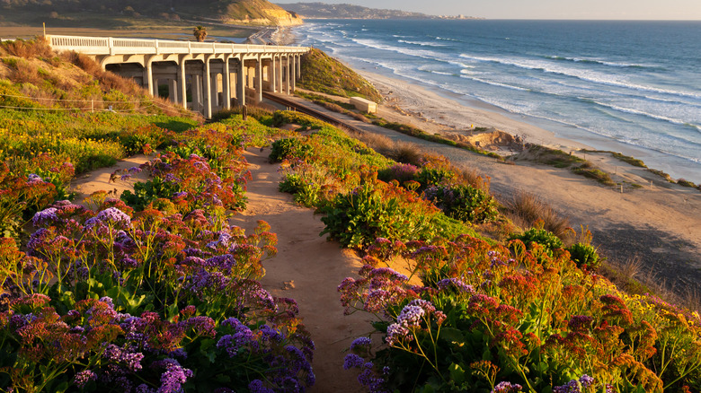 Torrey Pines reserve wildflowers