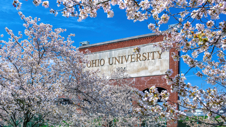 Cherry blossoms at Ohio University