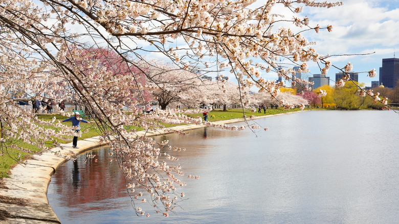 Cherry blossoms along Charles River Esplanade