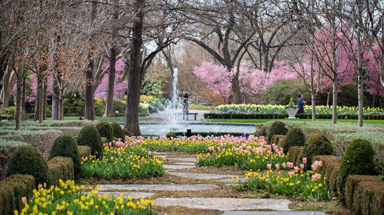 Dallas Arboretum during cherry blossom season