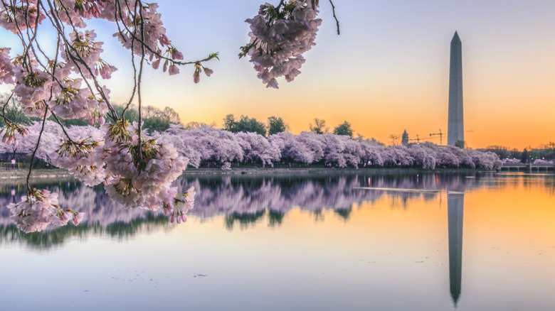 Cherry blossoms at sunrise near Washington Monument