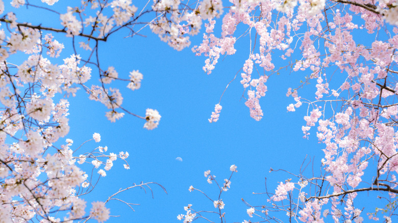 Cherry blossoms against a blue sky