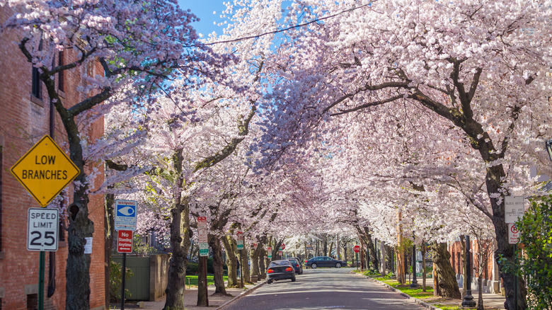 Cherry blossom trees in New Haven