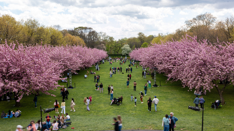 People enjoying cherry blossom at Brooklyn Botanic Garden