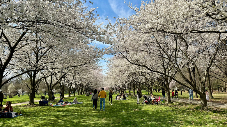 People and blooming cherry trees in West Fairmount Park in Philadelphia