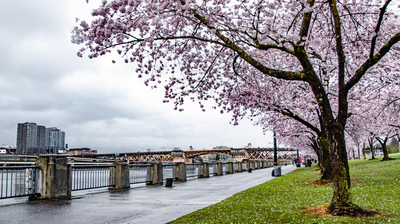 Cherry blossoms at Portland's Waterfront Park