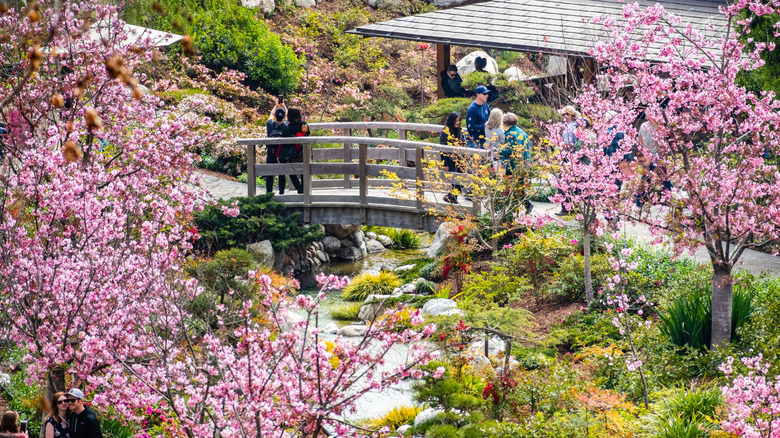 Cherry blossom at Japanese Friendship Garden in San Diego