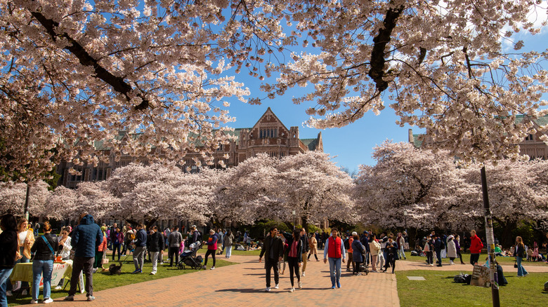 Cherry blossom at University of Washington in Seattle