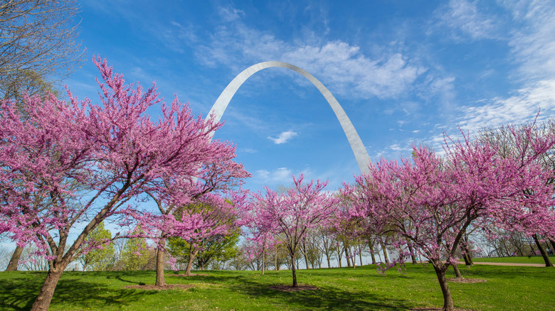 Pink blossoms with The Gateway Arch in the background