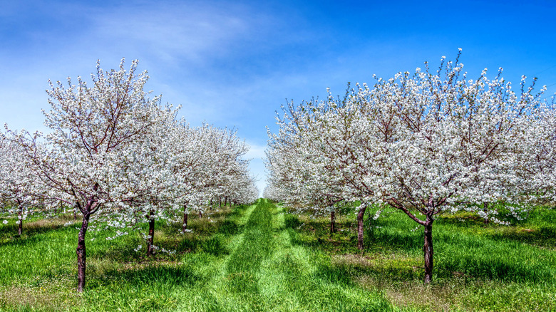 Blooming cherry orchard in Traverse City