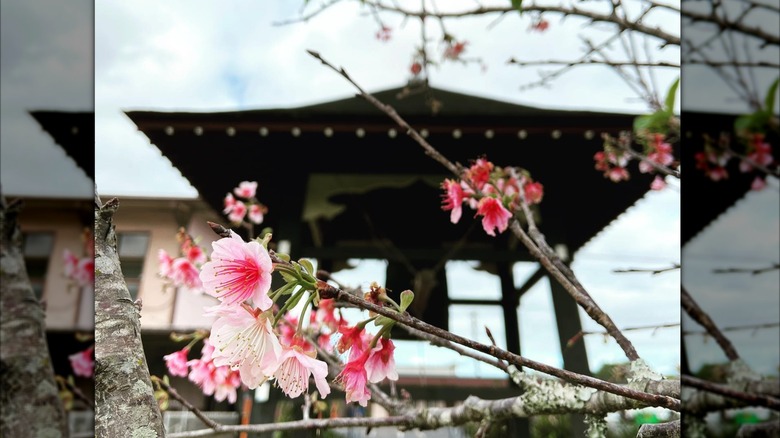 Sakura in in front of Hongwanji Mission in Wahiawa, Oahu