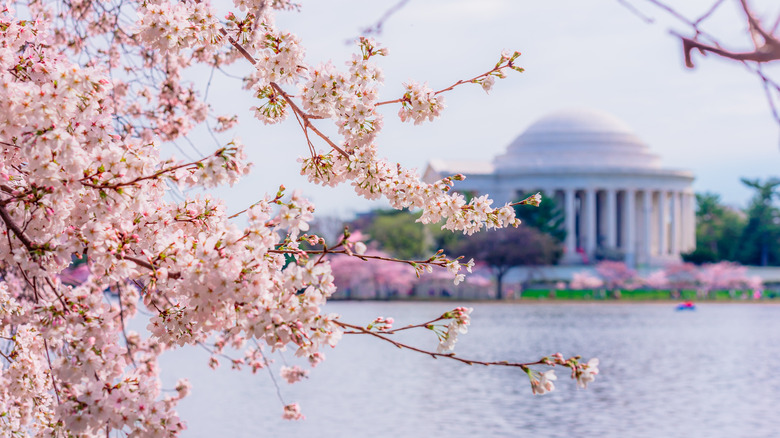 Cherry blossom at Tidal Basin in Washington, DC