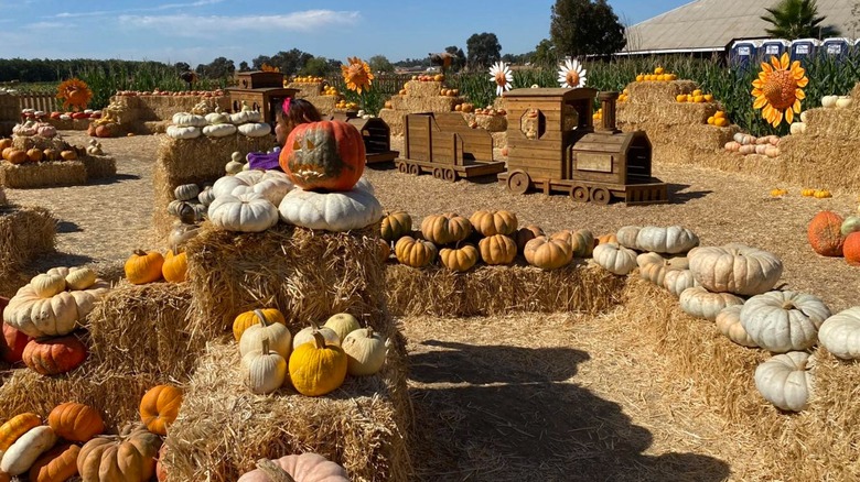 Bishop's pumpkin patch