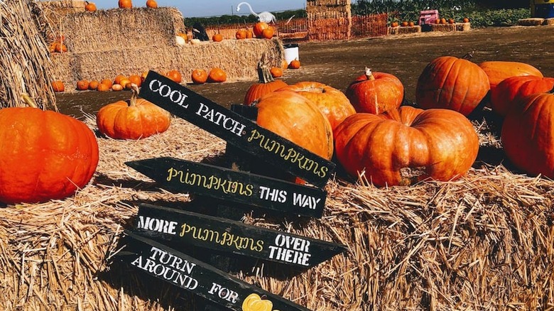 Cool Patch Pumpkins hay bale