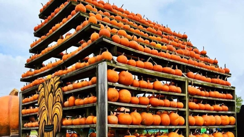 Great Pumpkin Farm barn